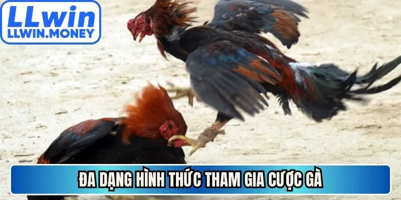 Đá gà LLWIN 2 Đa dạng hình thức tham gia cược gà