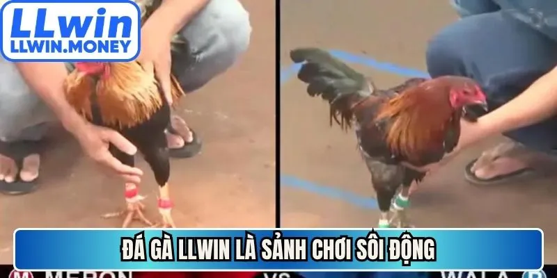 Đá gà LLWIN 1 Đá gà LLWIN là sảnh chơi sôi động